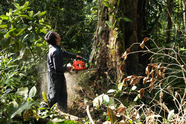 Trusted Hialeah, FL Tree Care  Experts