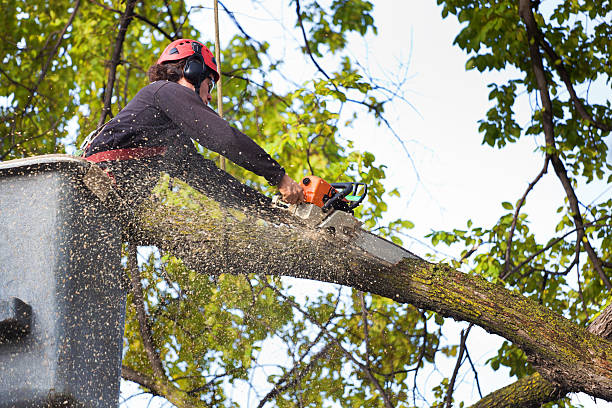 How Our Tree Care Process Works  in  Hialeah, FL